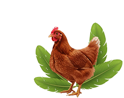 chick-icon